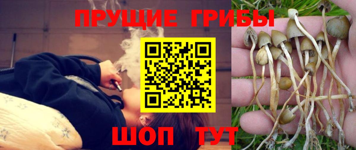 Галлюциногенные грибы Psilocybine cubensis  Вход с VPN  Карасук 